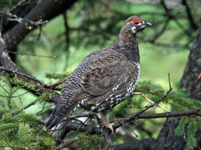 Spruce_Grouse_(Falcipennis_canadenis)_RWD